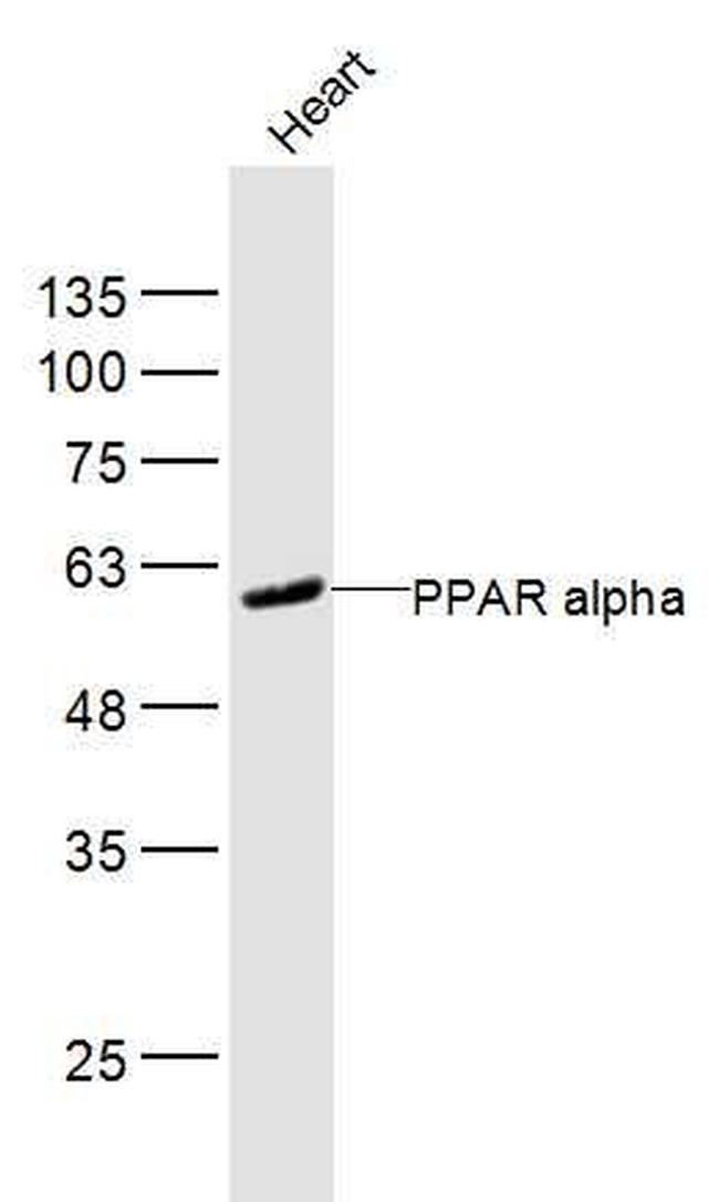 PPAR alpha Antibody in Western Blot (WB)