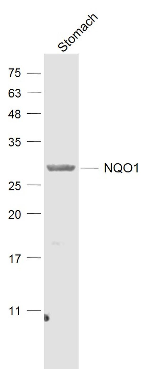 NQO1 Antibody in Western Blot (WB)
