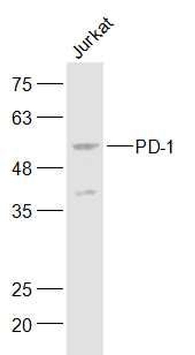 PD-1 Antibody in Western Blot (WB)