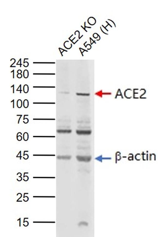 ACE2 Antibody in Western Blot (WB)
