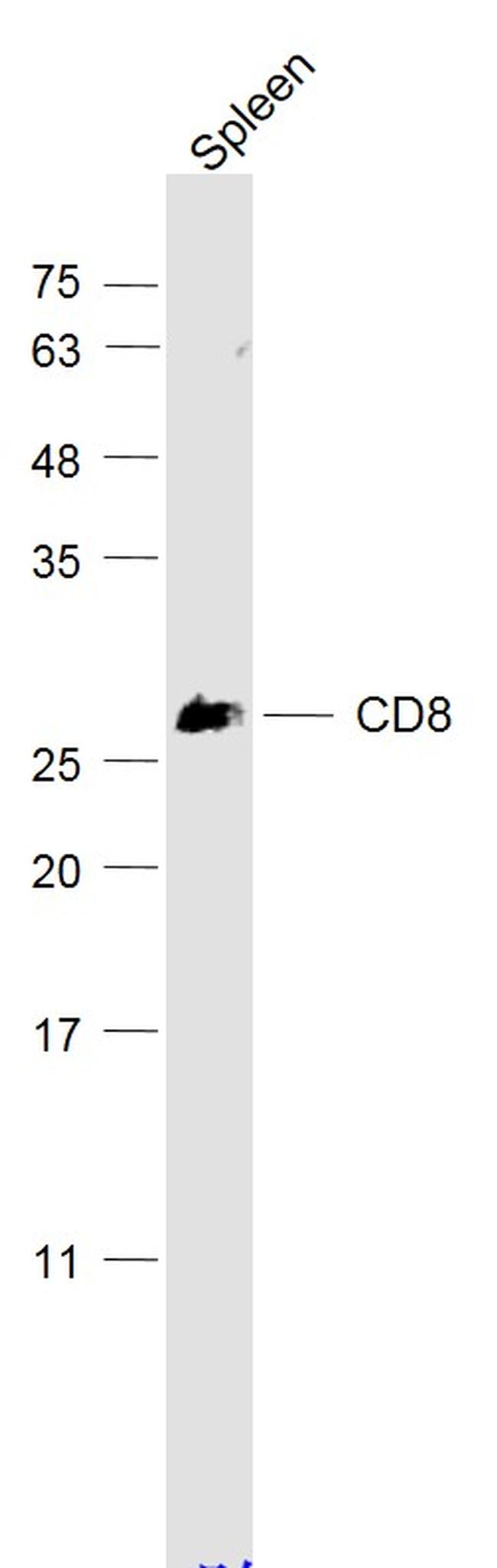 CD8 Antibody in Western Blot (WB)