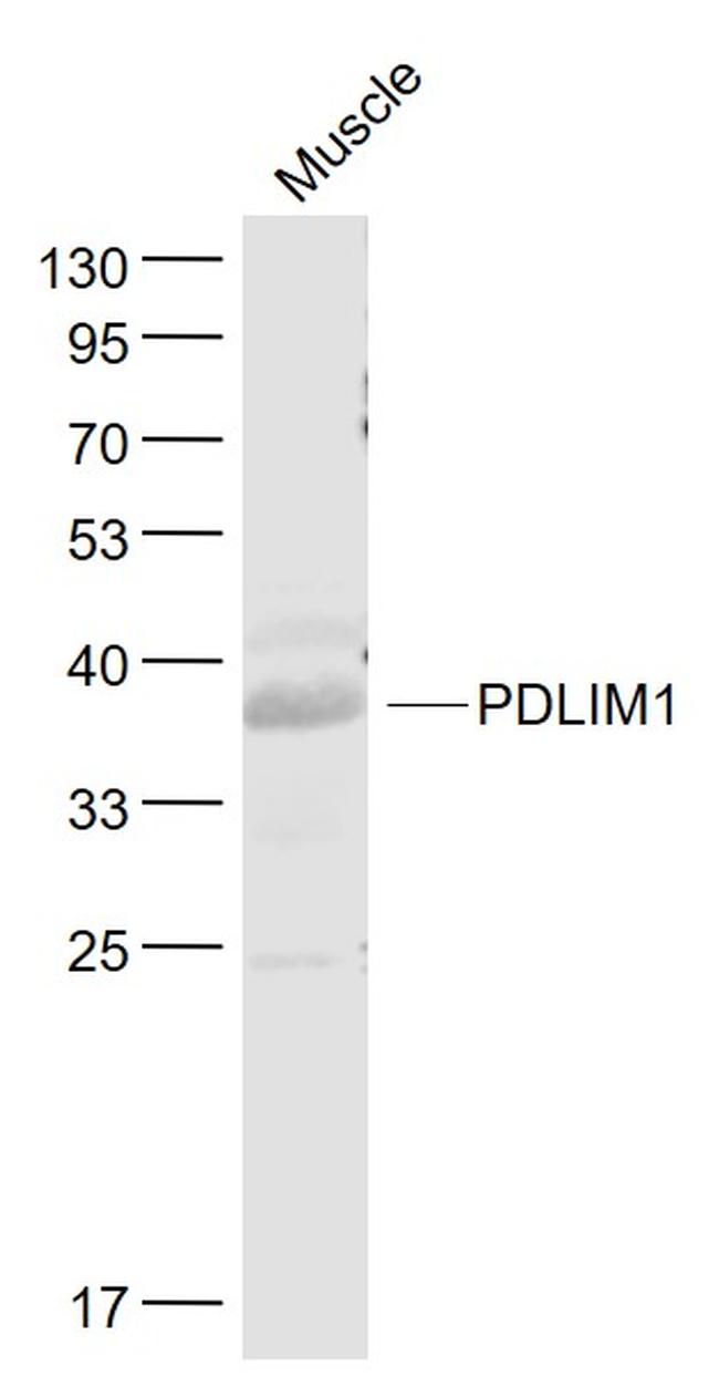 PDLIM1 Antibody in Western Blot (WB)