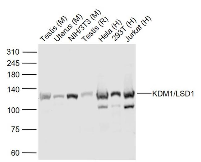 KDM1/LSD1 Antibody in Western Blot (WB)