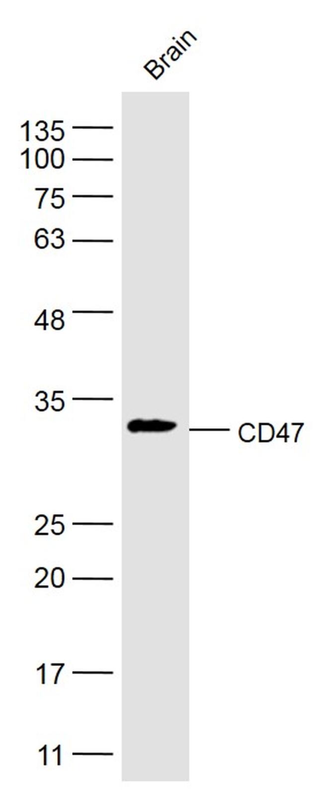 CD47/MER6 Antibody in Western Blot (WB)