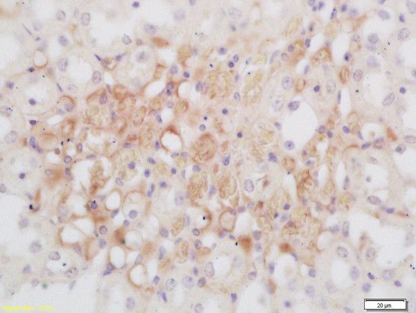 GNMT Antibody in Immunohistochemistry (Paraffin) (IHC (P))