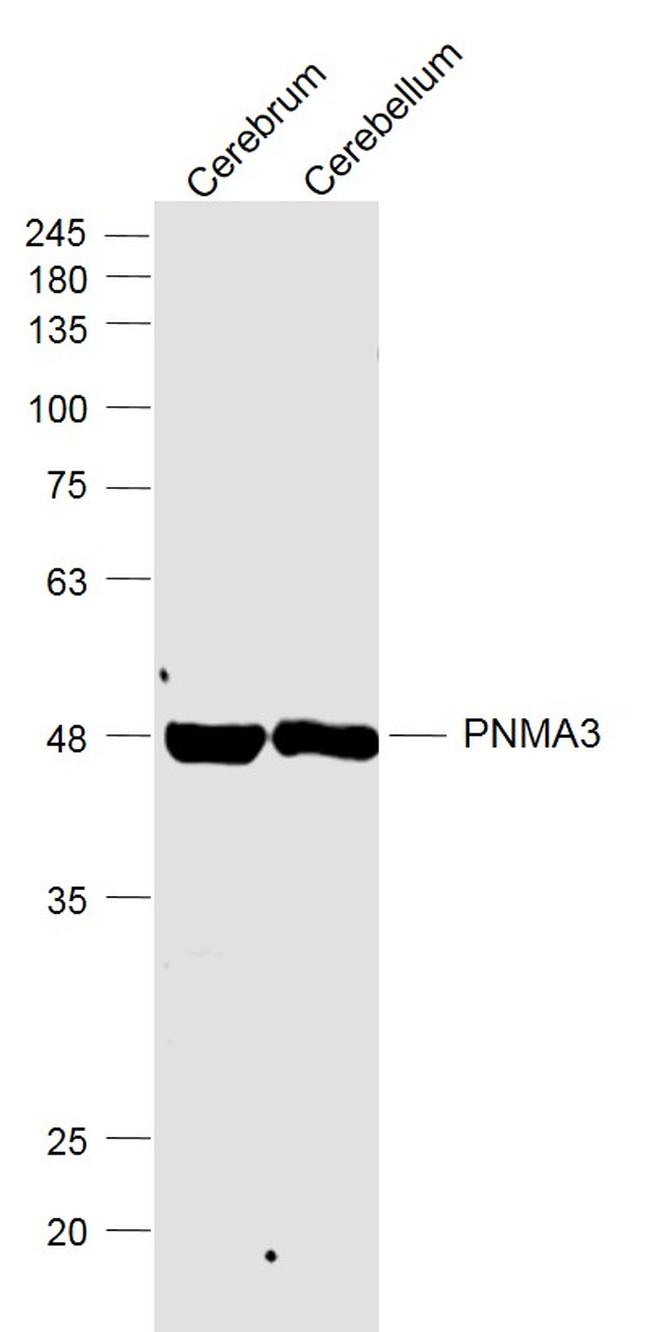 PNMA3 Antibody in Western Blot (WB)