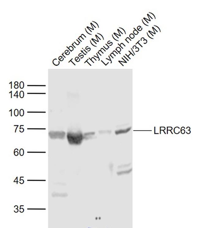 LRRC63 Antibody in Western Blot (WB)
