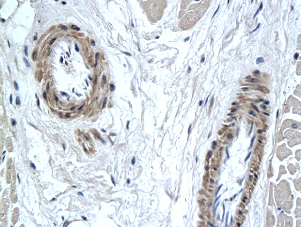 PAX7 Antibody in Immunohistochemistry (Paraffin) (IHC (P))