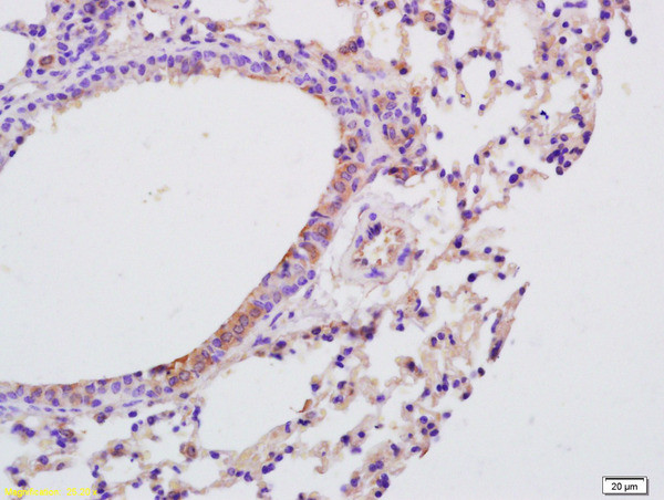 IL-9 Antibody in Immunohistochemistry (Paraffin) (IHC (P))