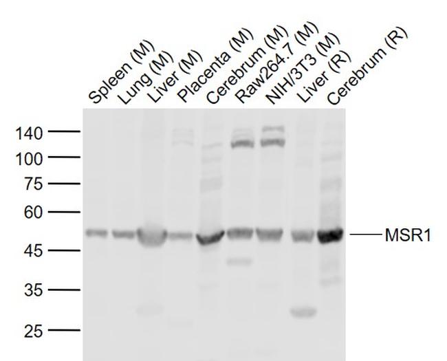 MSR1 Antibody in Western Blot (WB)