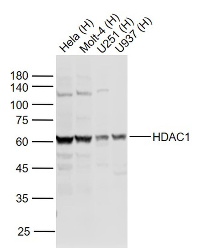 HDAC1 Antibody in Western Blot (WB)
