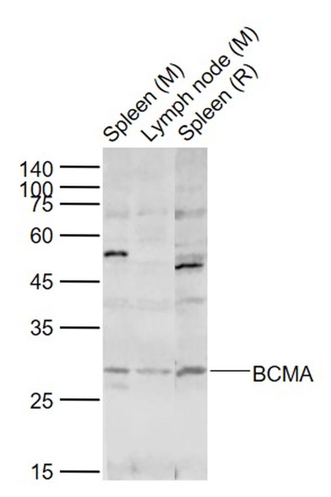 BCMA Antibody in Western Blot (WB)