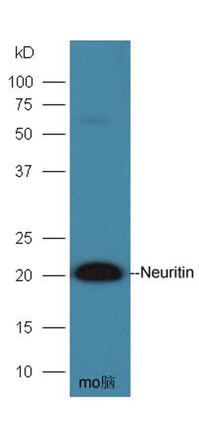 Neuritin Antibody in Western Blot (WB)