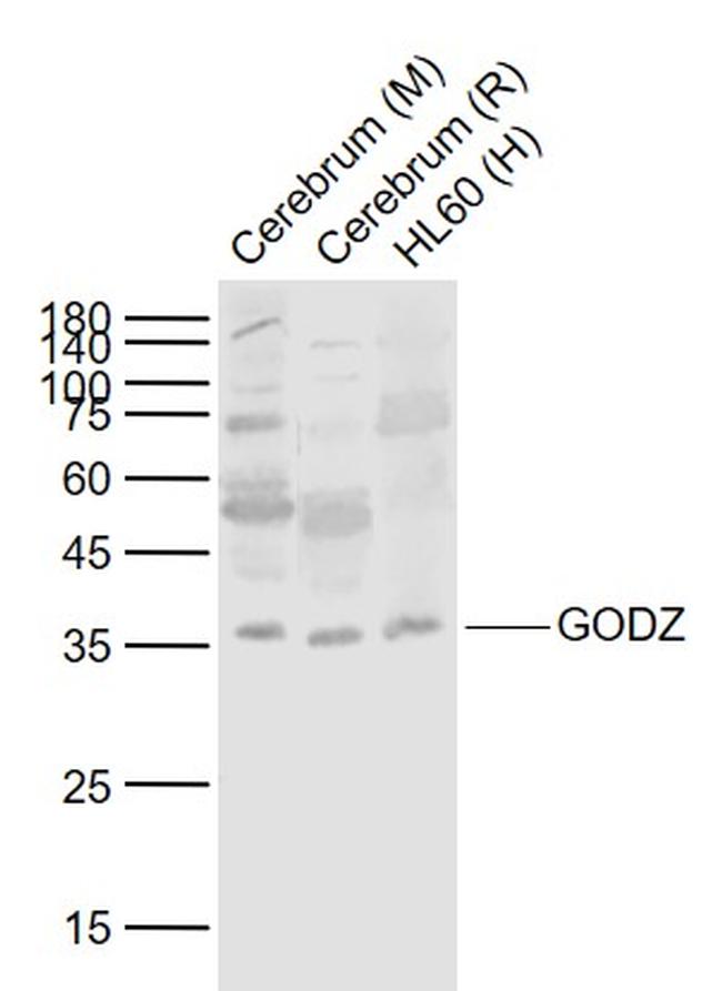 GODZ Antibody in Western Blot (WB)