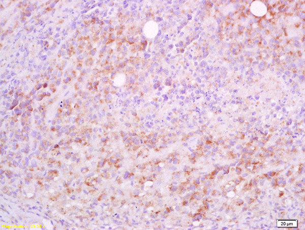 CD5L/Api6 Antibody in Immunohistochemistry (Paraffin) (IHC (P))