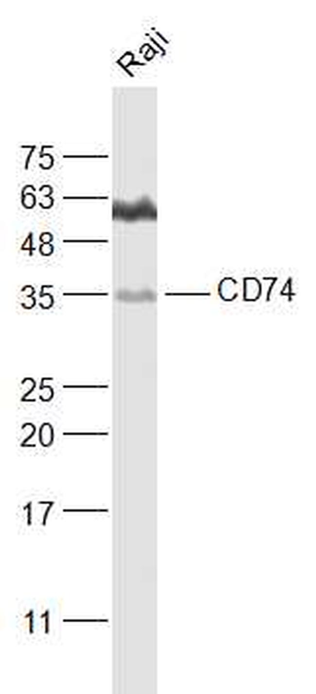 CD74 Antibody in Western Blot (WB)