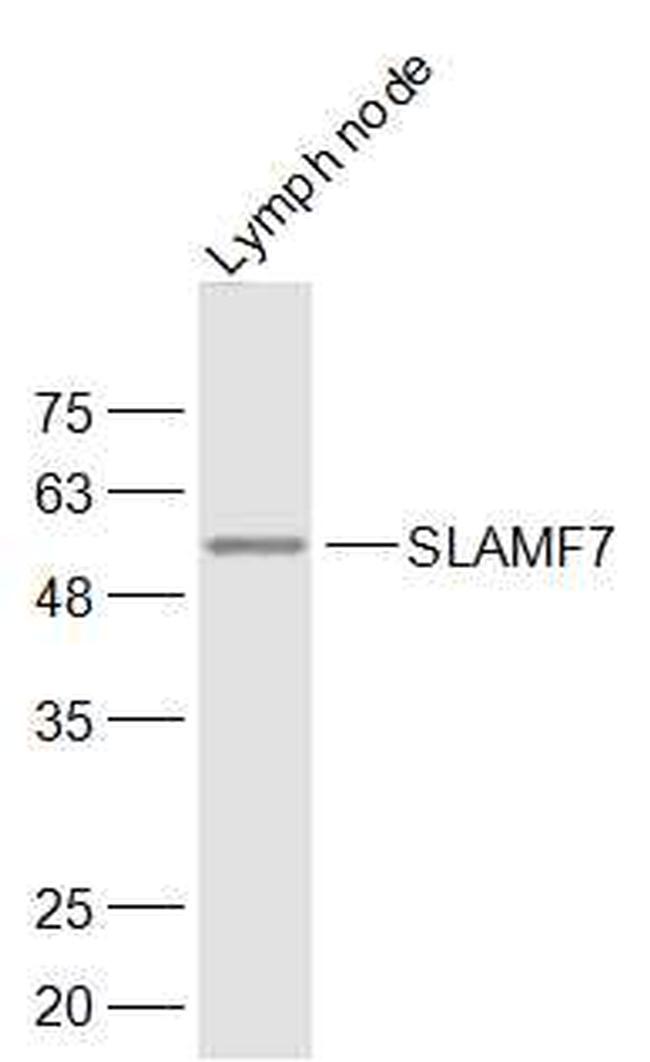 SLAMF7/CD319/CS1 Antibody in Western Blot (WB)