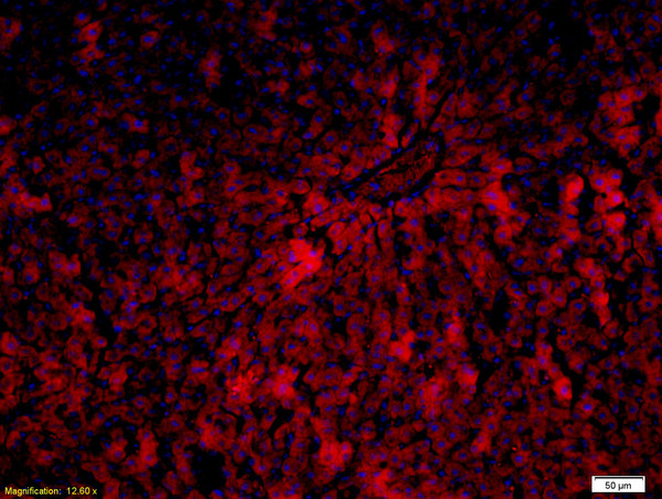 Cytochrome P450 1A2 Antibody in Immunohistochemistry (Paraffin) (IHC (P))