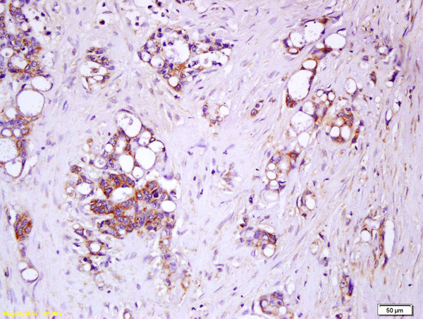 IL-17RC/IL-17RL Antibody in Immunohistochemistry (Paraffin) (IHC (P))