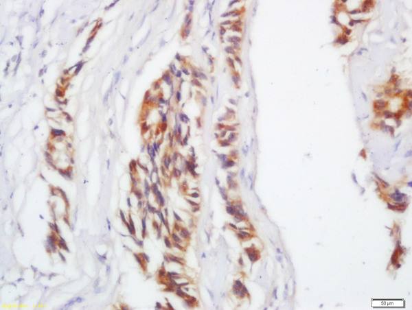 IL-17C Antibody in Immunohistochemistry (Paraffin) (IHC (P))