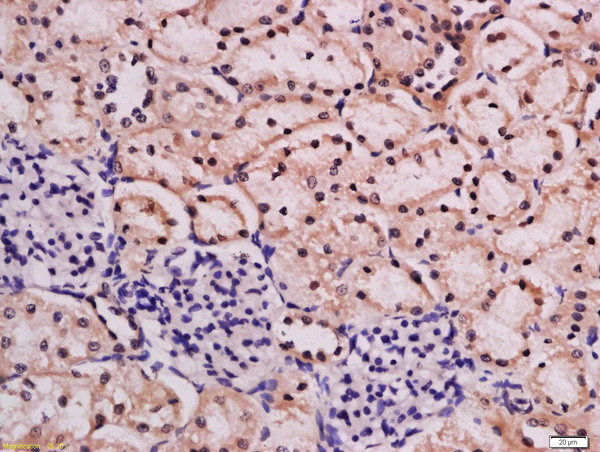 Urocortin 3 Antibody in Immunohistochemistry (Paraffin) (IHC (P))