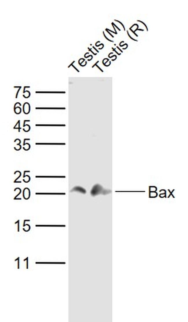 Bax Antibody in Western Blot (WB)
