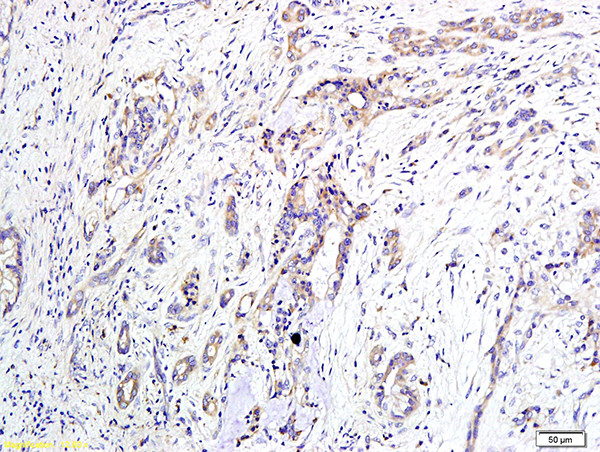 LPAR1 Antibody in Immunohistochemistry (Paraffin) (IHC (P))