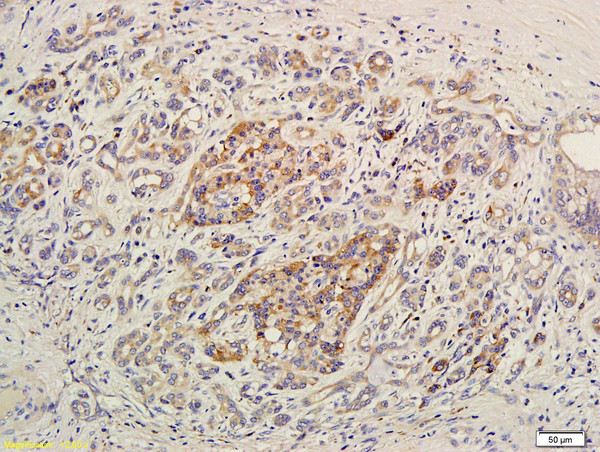 LPA3 Antibody in Immunohistochemistry (Paraffin) (IHC (P))