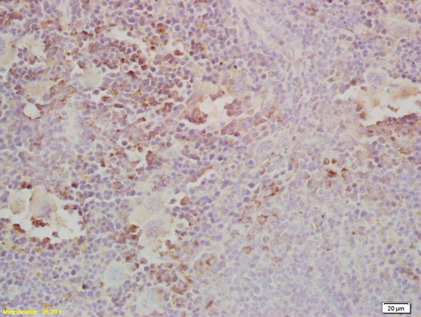 Gab2 Antibody in Immunohistochemistry (Paraffin) (IHC (P))