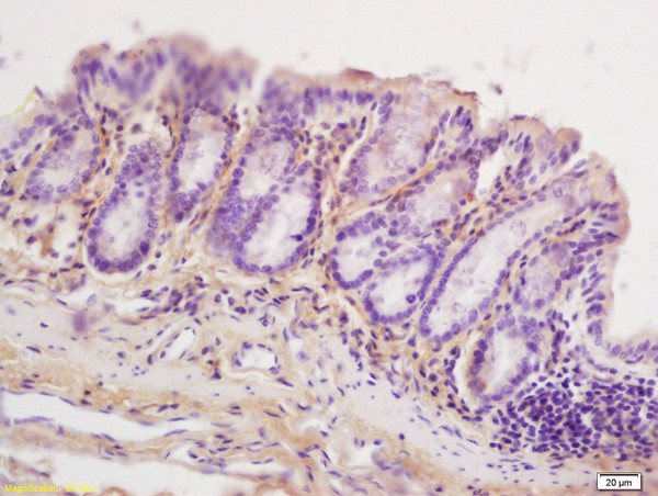ERG25 Antibody in Immunohistochemistry (Paraffin) (IHC (P))