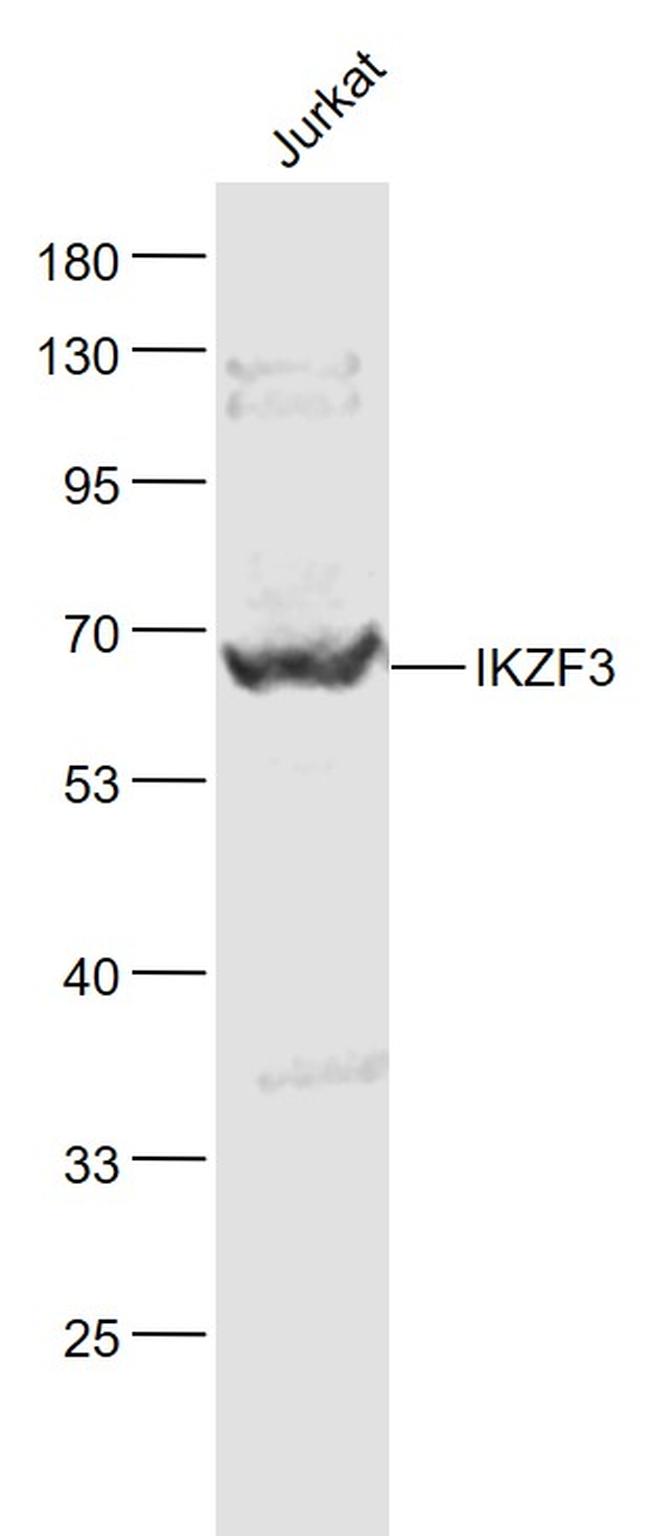 IKZF3 Antibody in Western Blot (WB)
