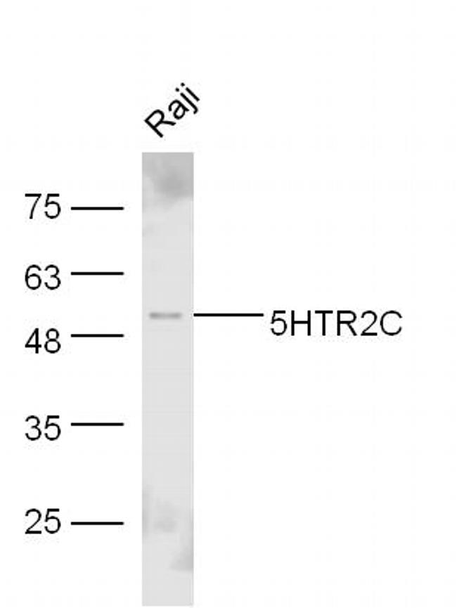 5HTR2C Antibody in Western Blot (WB)
