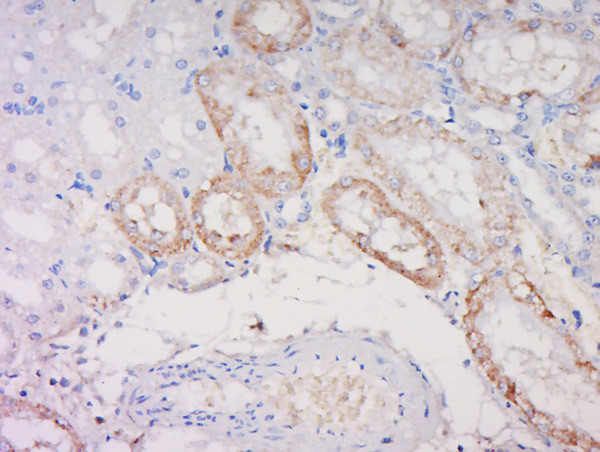 Noggin Antibody in Immunohistochemistry (Paraffin) (IHC (P))