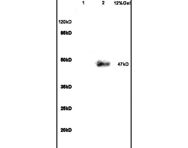 VIP Receptor 1 Antibody in Western Blot (WB)