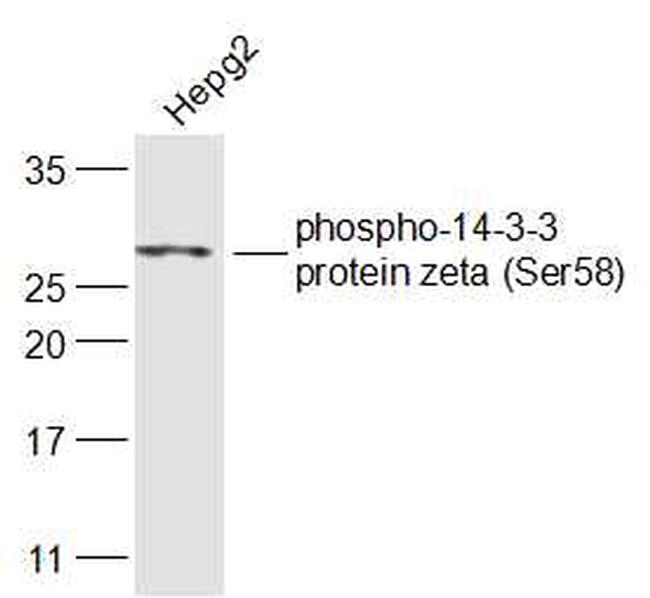 Phospho-14-3-3 zeta/delta (Ser58) Antibody in Western Blot (WB)