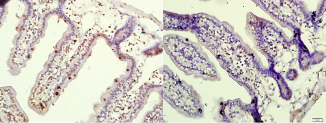 Phospho-e4EBP1 (Thr37, Thr46) Antibody in Immunohistochemistry (Paraffin) (IHC (P))