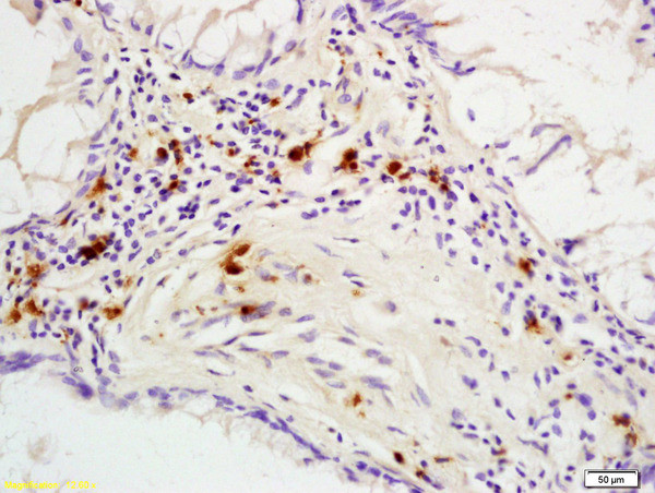 Phospho-p53BP1 (Ser25, Ser29) Antibody in Immunohistochemistry (Paraffin) (IHC (P))