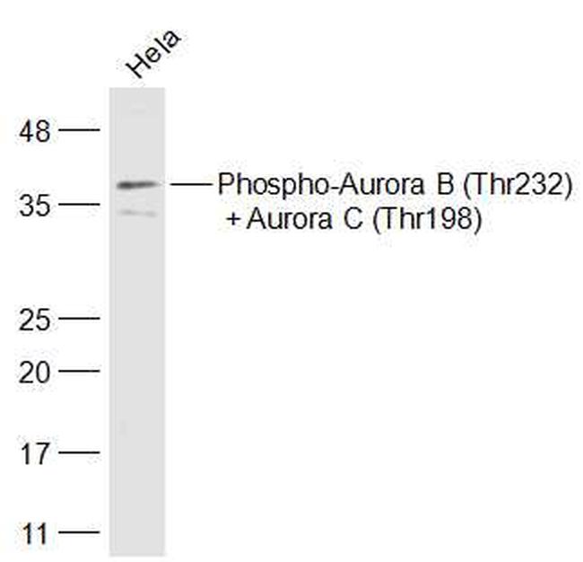 Phospho-Aurora B (Thr198) Antibody in Western Blot (WB)