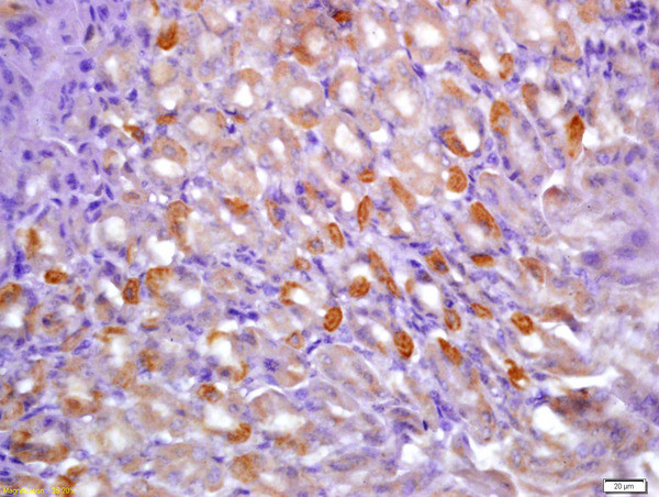 Phospho-CaMK2 (Tyr230) Antibody in Immunohistochemistry (Paraffin) (IHC (P))