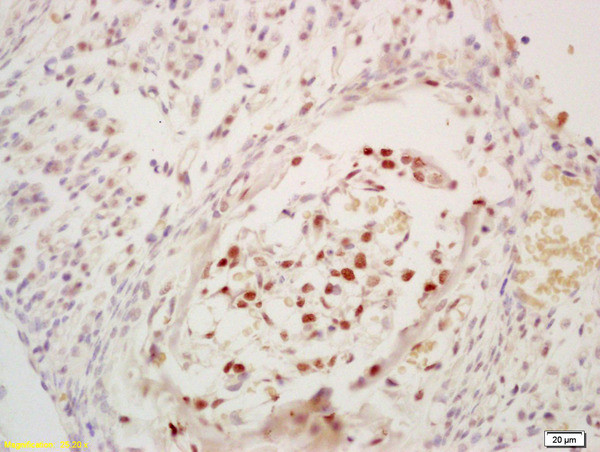 Phospho-cdc25C (Ser216) Antibody in Immunohistochemistry (Paraffin) (IHC (P))