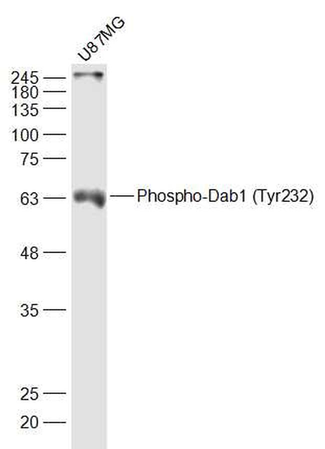 Phospho-Dab1 (Tyr232) Antibody in Western Blot (WB)