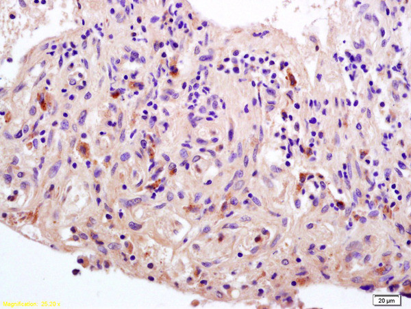 Phospho-c-Fos (Thr325) Antibody in Immunohistochemistry (Paraffin) (IHC (P))