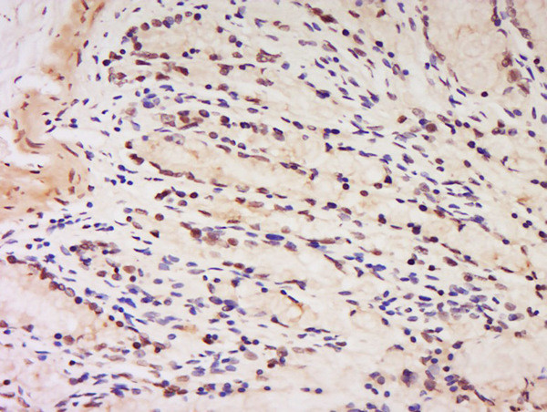 Phospho-HDAC3 (Ser424) Antibody in Immunohistochemistry (Paraffin) (IHC (P))