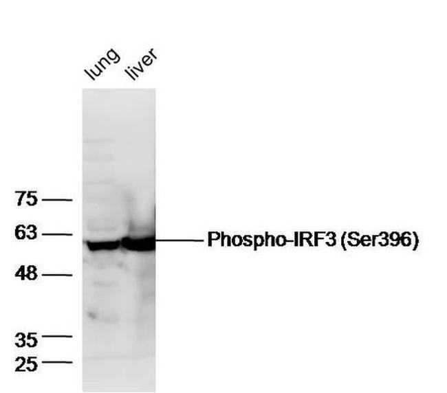 Phospho-IRF3 (Ser396) Antibody in Western Blot (WB)