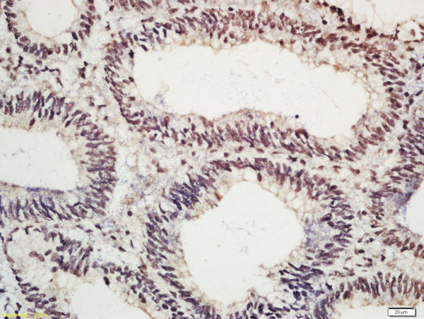 Phospho-c-Jun (Ser63) Antibody in Immunohistochemistry (Paraffin) (IHC (P))