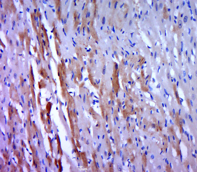 Phospho-MKK7 (Ser271, Thr275) Antibody in Immunohistochemistry (Paraffin) (IHC (P))