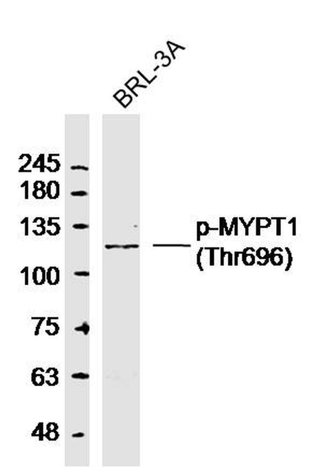 Phospho-MYPT1 (Thr696) Antibody in Western Blot (WB)