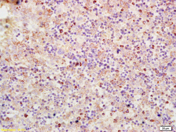Phospho-Numb (Ser276) Antibody in Immunohistochemistry (Paraffin) (IHC (P))