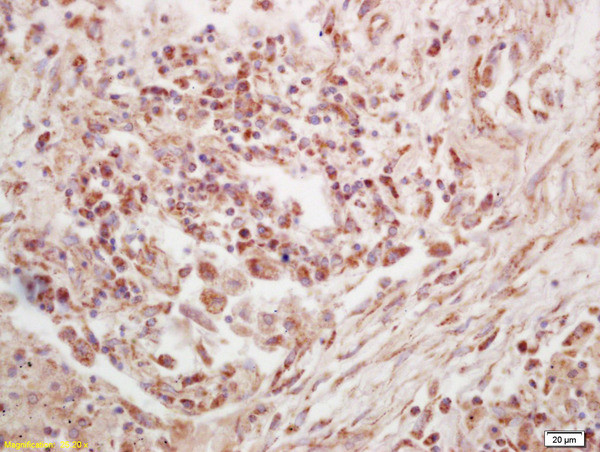 Phospho-p90RSK (Thr573) Antibody in Immunohistochemistry (Paraffin) (IHC (P))