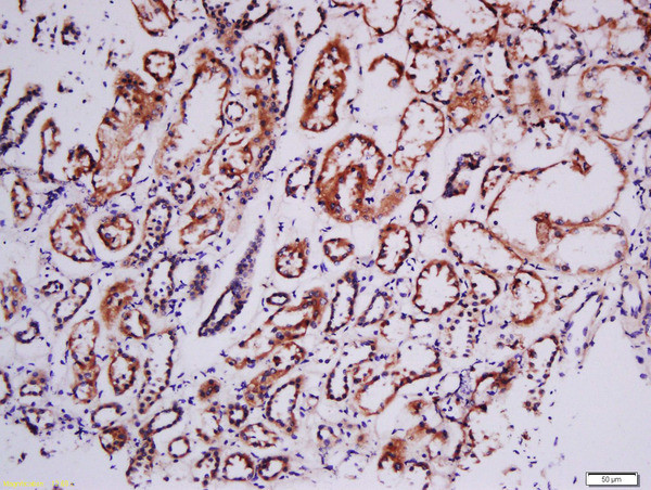 Phospho-RSK2 (Tyr529) Antibody in Immunohistochemistry (Paraffin) (IHC (P))
